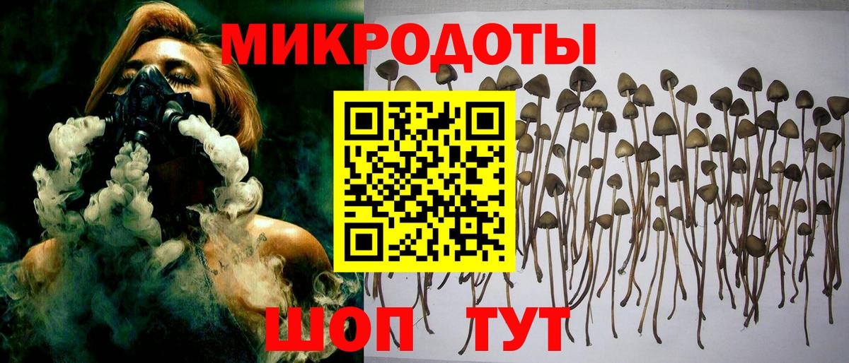 Галлюциногенные грибы Psilocybe Шебекино